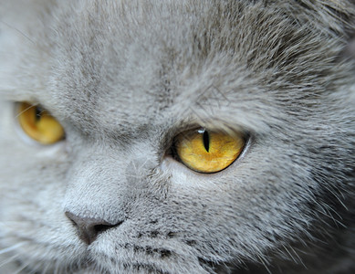 一只猫的眼睛张照片闭上只猫的眼睛图片