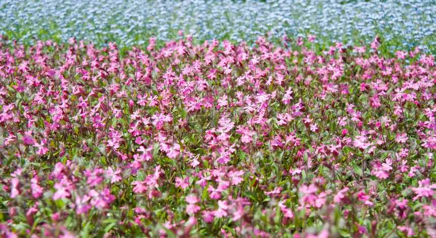 田野上花朵春盛开的田地图片