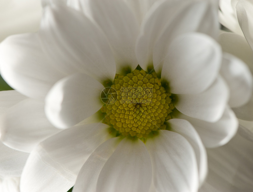 紧的花朵白菊春图片