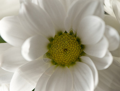 紧的花朵白菊春图片