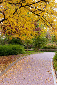 通往秋季公园的铺路小巷Lvov公园图片