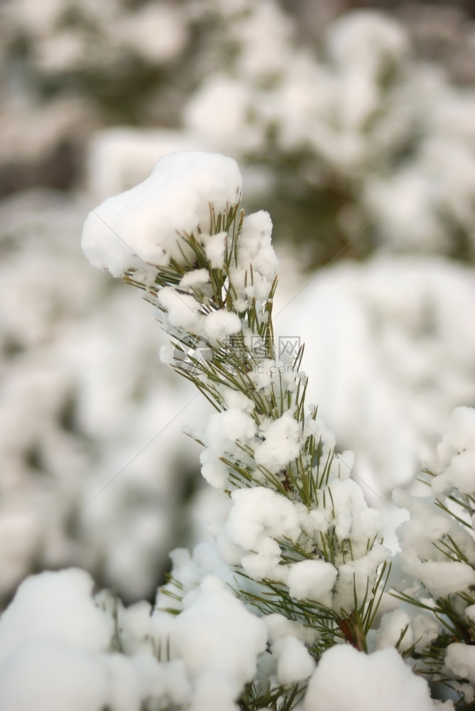 第一个雪覆盖的毛树枝图片