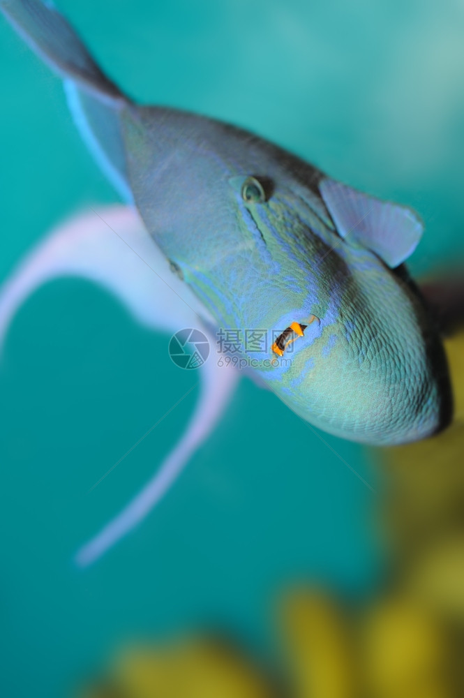 食用热带鱼类有身体蓝色和橙牙的鱼图片