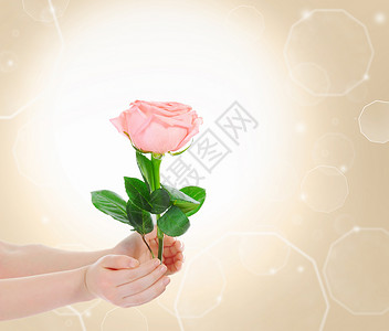 花农浇花美丽的粉红玫瑰花画面设计图片