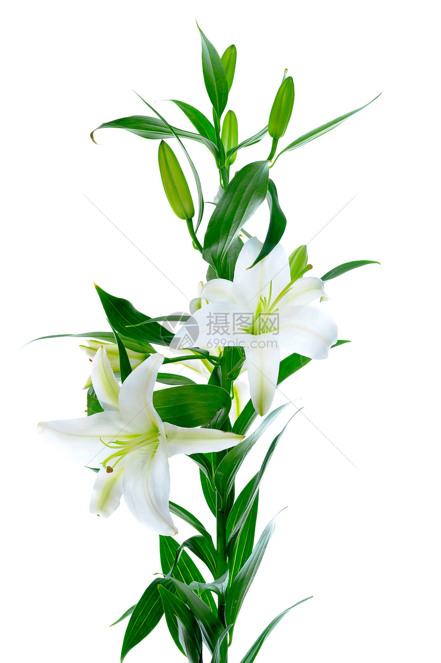 美丽的白百合花背景上孤立图片