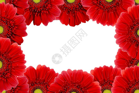 红色热贝拉花缝合白底孤立于图片