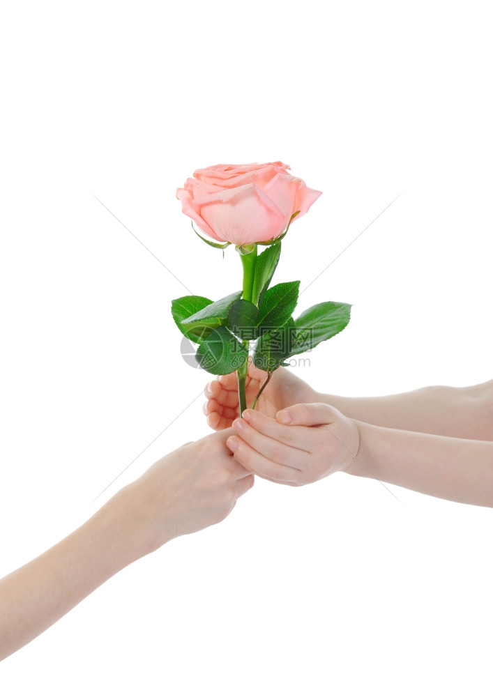 美丽的粉红色玫瑰落在女孩手中孤立在白色背景上图片