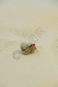 太平洋阳光明媚的海滩上绵螃蟹图片