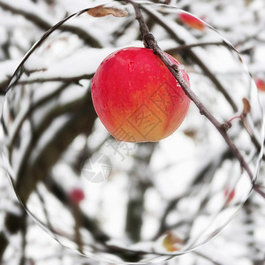 冬天下雪时红苹果在树枝上的红苹果图片