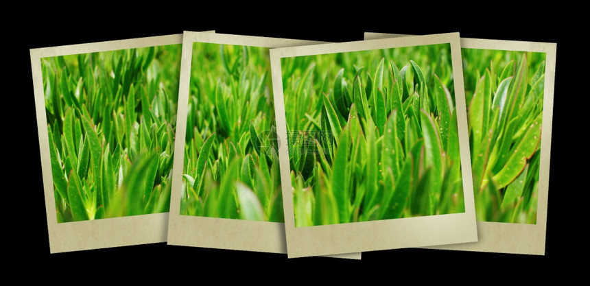 草坪上美丽的绿图像图片