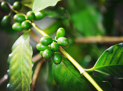 拍摄绿色树枝种植水果咖啡园图片