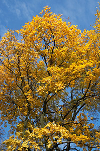 秋天市公园金树叶背景图片