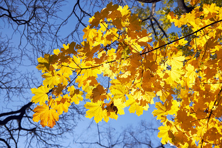 秋季城市公园金树叶下图背景图片