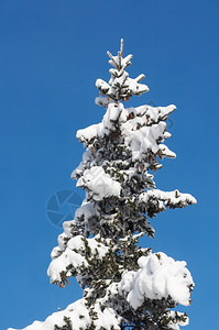 深冬雪顶层的寒覆盖着卷木蓝天空背景上有大量锥形容易分离图片