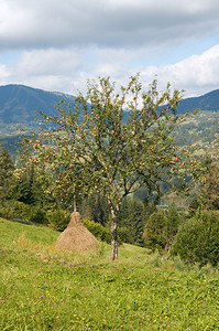 山地夏季绿色草原有一堆干和苹果树喀尔巴阡山乌克兰图片