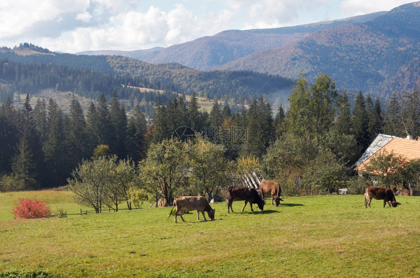 山高地草原上的牛群喀尔巴阡山乌克兰阳光相反缝合了三针图片