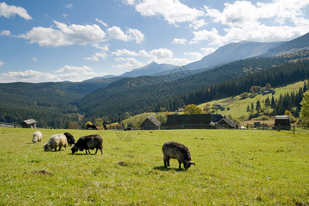 在靠近村庄乌克兰喀尔巴阡山的地高原草上牧羊图片