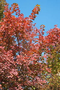 秋天市公园的红树叶三拍综合图片图片