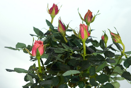 部分开花的家庭小玫瑰植物配有七朵玫瑰花图片