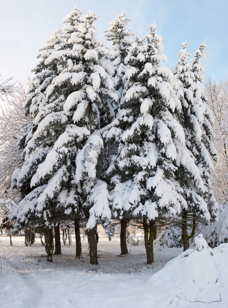 冬季雪覆盖城市公园的fir树群图片