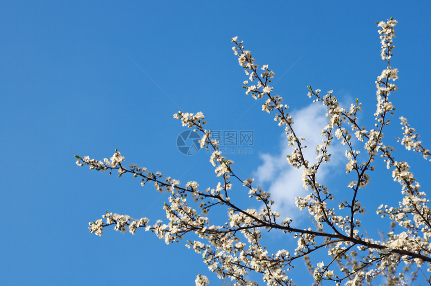 樱桃树蓝天空背景闪亮的树枝图片
