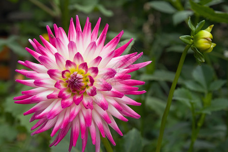 花园中的粉白Dahlia花朵背景图片