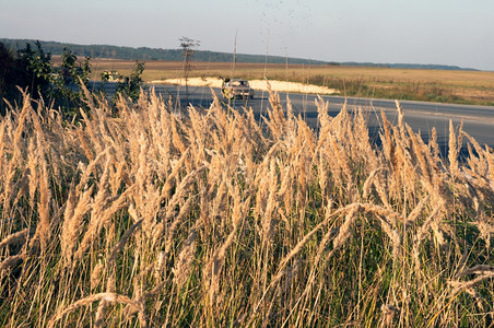 秋季高速公路前面有枯草上蚊子图片
