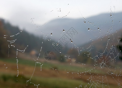打湿的蜘蛛网图片