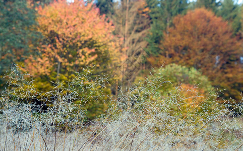 清晨黄色枯的秋草地露珠图片