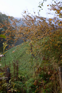 秋山之上的湿蜘蛛网图片
