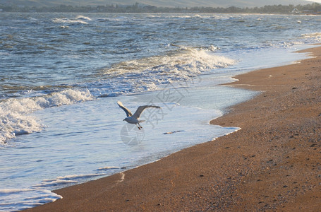 飞行海鸥和晨沙滩有日出烟雾图片