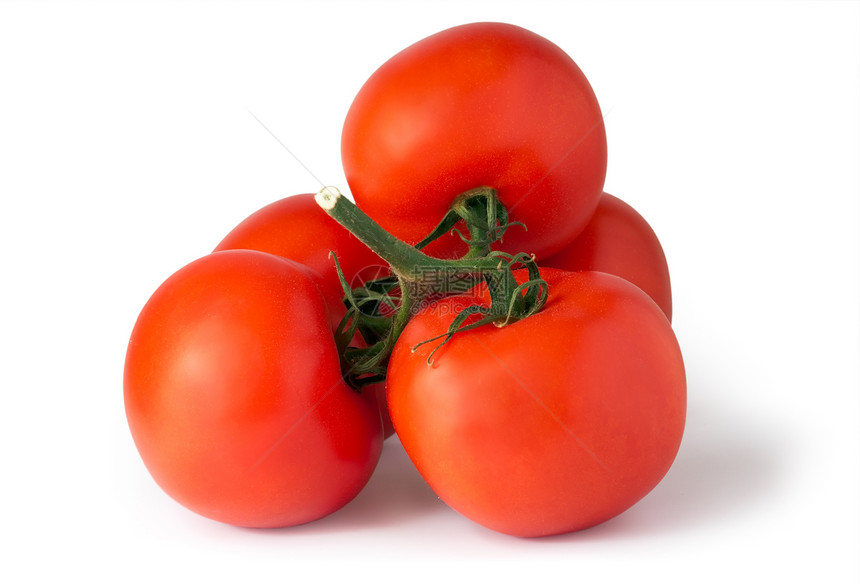 红色多汁西柿的枝纹白有阴影图片