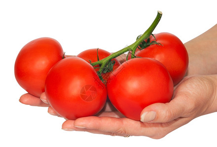 手握红色多汁番茄枝的雌手白有路背景图片