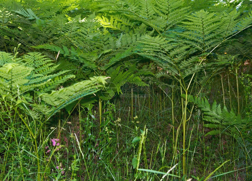 野生夏季森林中的植物图片