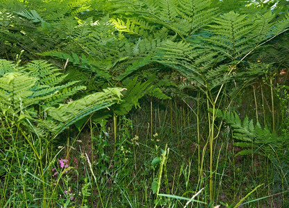 野生夏季森林中的植物图片