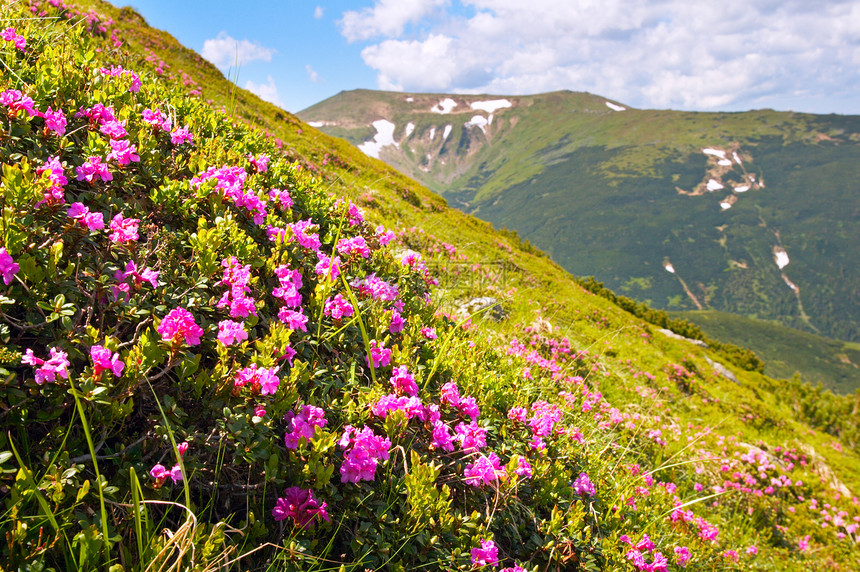 夏季山边的红花图片