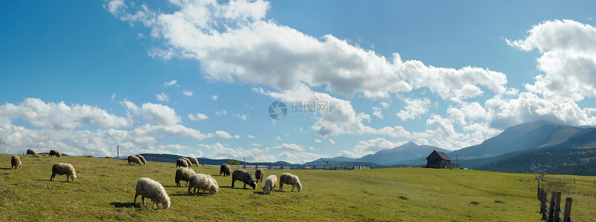 高山草原喀尔巴阡山乌克兰的牧羊群阳光相反缝合了五针图片