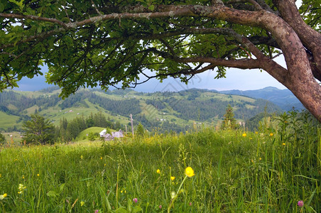 树林和夏月山村图片