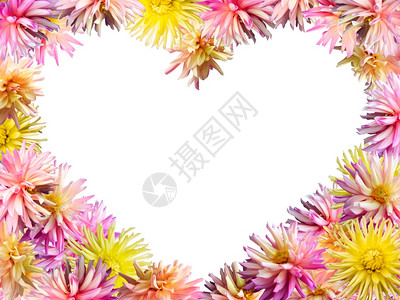 PinkYellowDahlia花朵装配成心形框架白色孤立4至3边比例背景图片