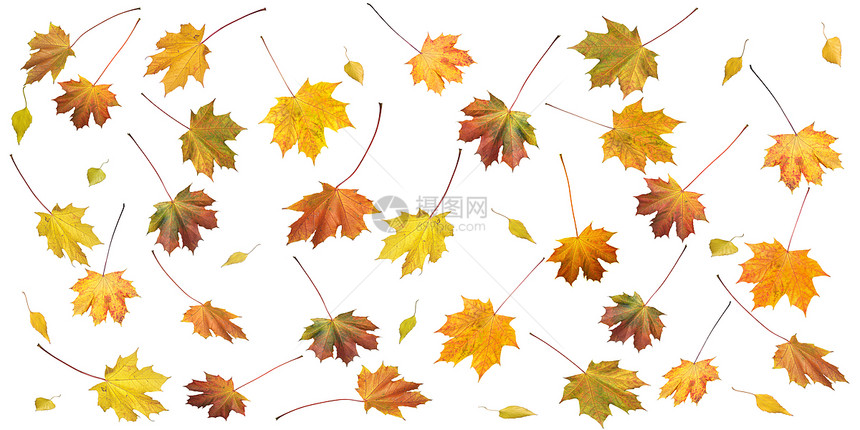 许多彩的秋天叶和双在白色上隔离侧面2至1比例的黄底背景图片