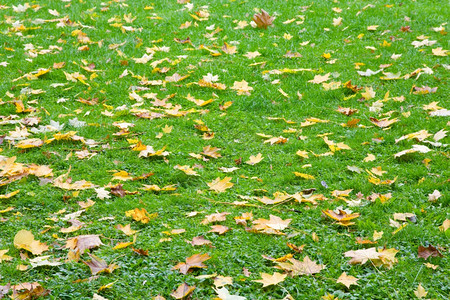 绿草秋底有被割除的叶高清图片