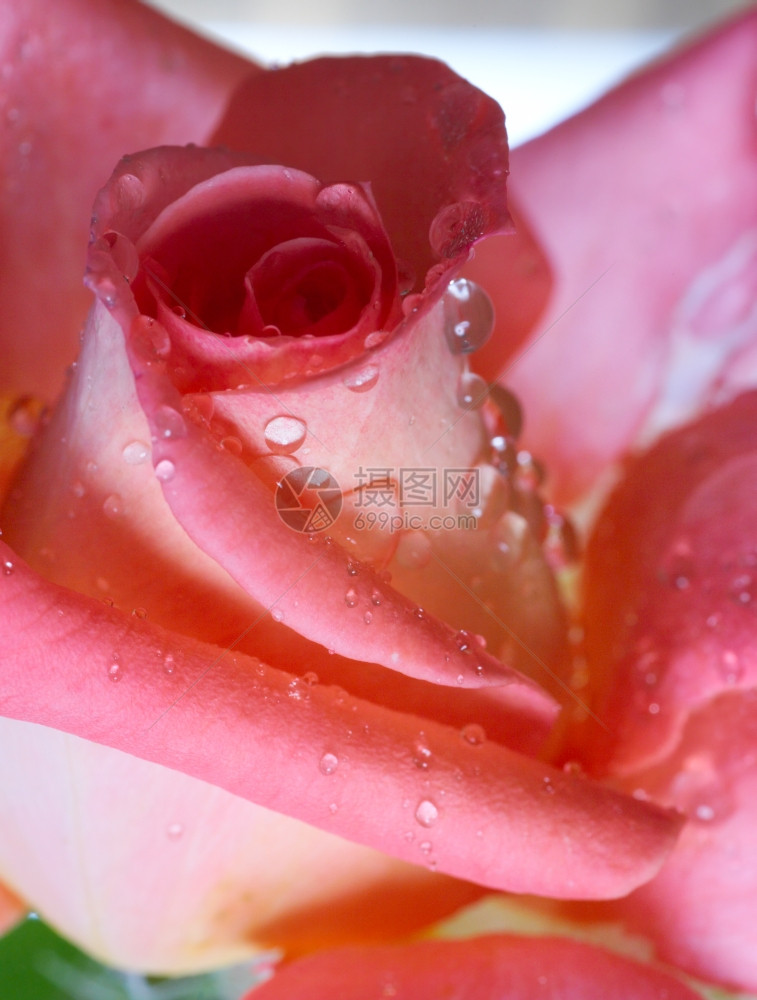 玫瑰花与水滴图片