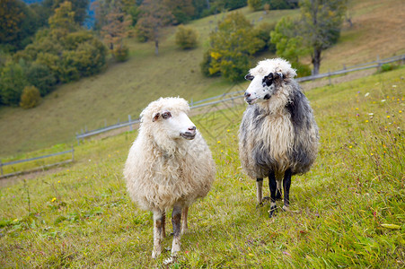 山高原牧场喀尔巴阡山乌克兰的两只绵羊图片