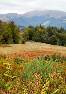 喀尔巴阡山乌克兰秋天风景有百草莓树图片