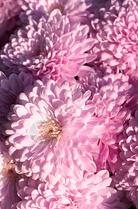 美丽的紫红菊花图片