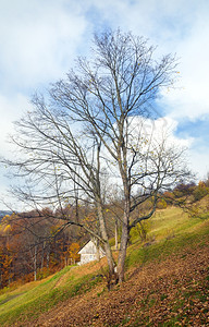 喀尔巴阡山乌克兰秋天风景养牛农场图片