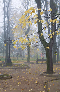 秋天城市公园背景的Beech树枝图片