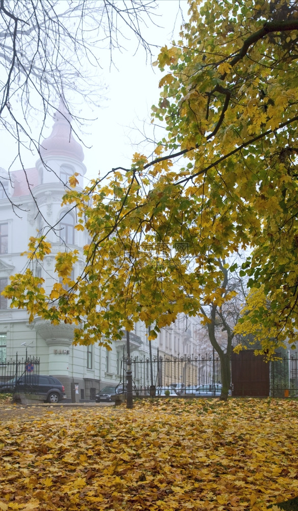秋天城市公园的金树叶和后面银行建设图片