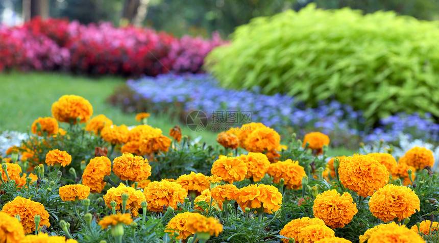 夏季城市公园的花朵棚图片