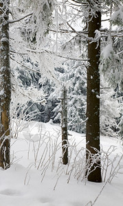 寒冷的冬林树木布满了雪和黑树木茂密图片